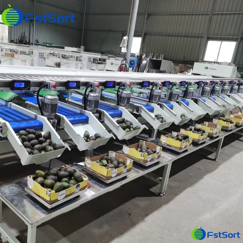 images/1740728937720avocado grading machine.jpg